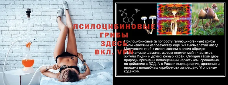 Галлюциногенные грибы Cubensis  магазин  наркотиков  Белая Холуница 